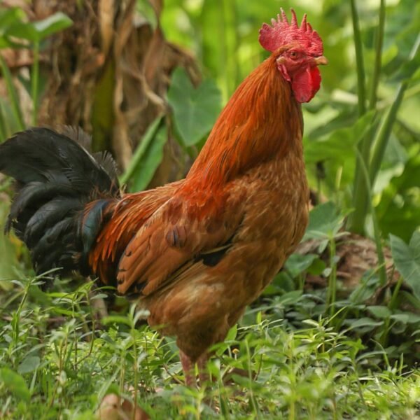 দেশি মুরগি