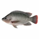 মাছ