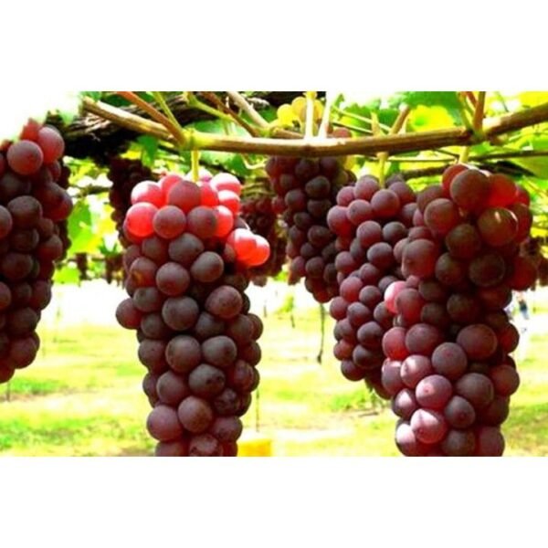 লাল আঙ্গুর