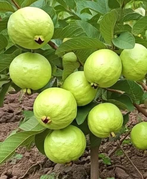 পেয়ারা
