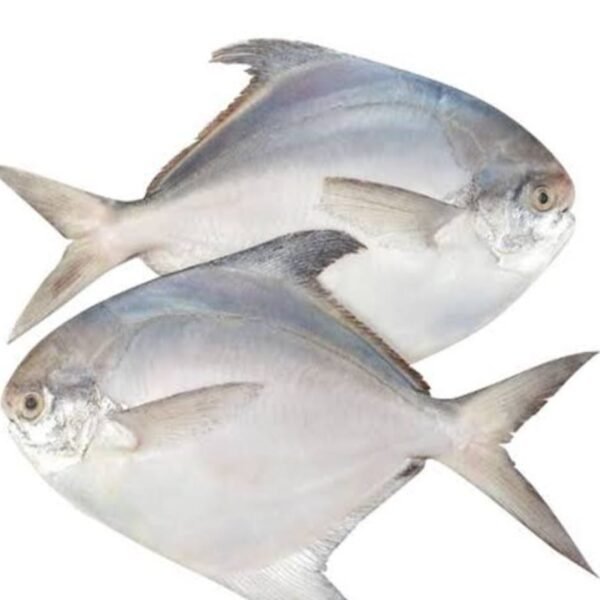 রূপচাঁদা মাছ